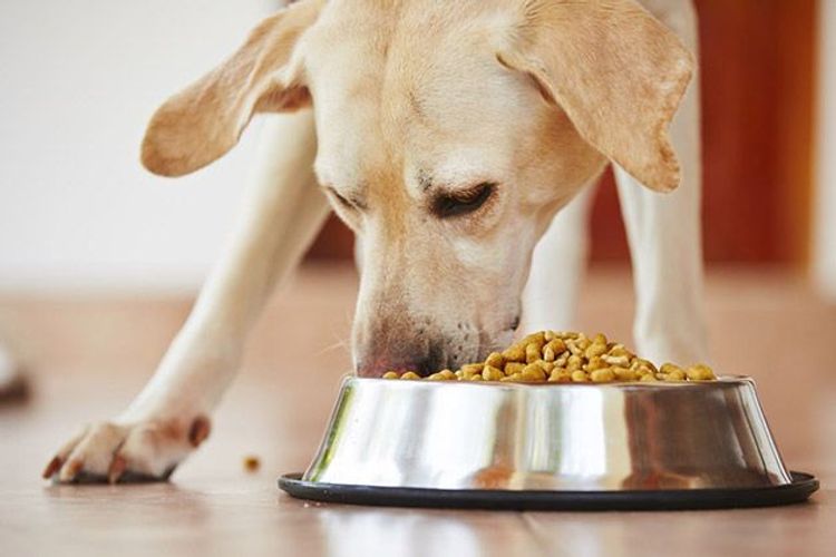 What food is better to choose?